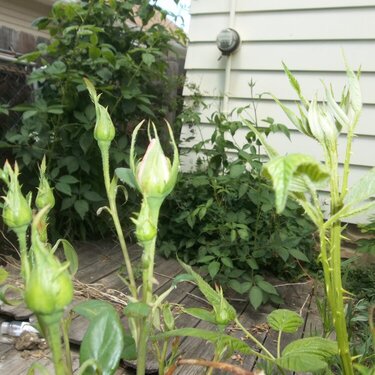 rose buds