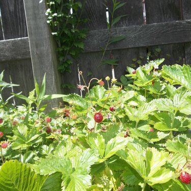 strawberries