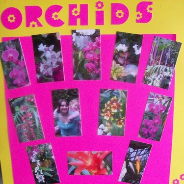 Orchids page 1