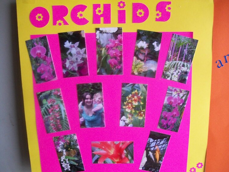 Orchids page 1