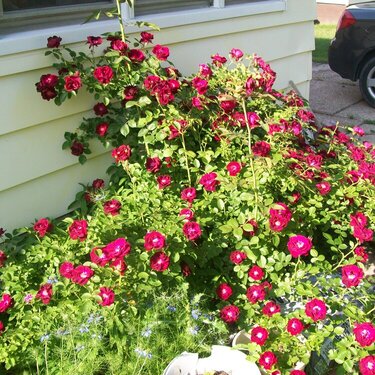 Crimson Rose bush