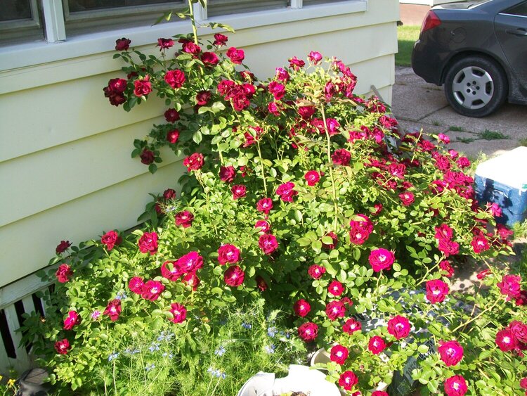 Crimson Rose bush