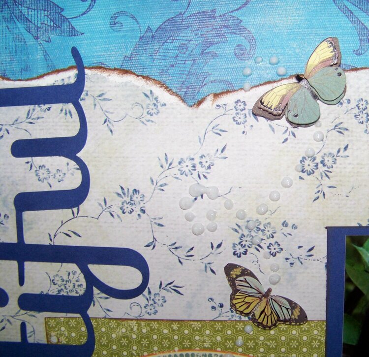 close-up of butterflies and &quot;trail&quot;