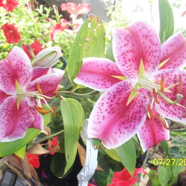 My Lilies from my beautiful daughter Rayette and gds.last year.This was taken Mon.
