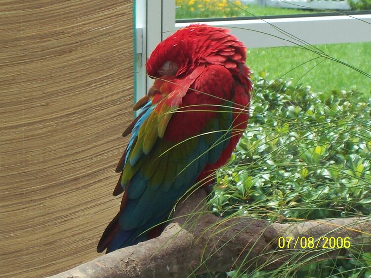 Parrot