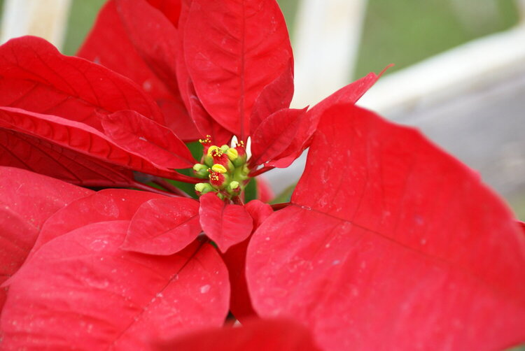 #21-Poinsettia-{8pts}