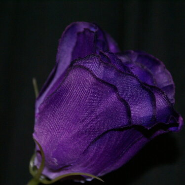 #18-Purple Rose-{9pts}