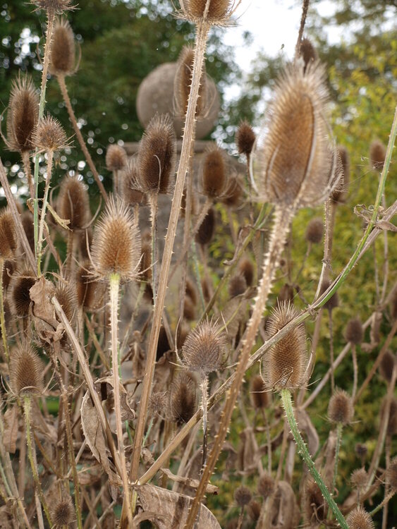 Thistles