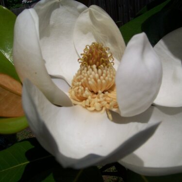 POD June 1 Magnolia bloom
