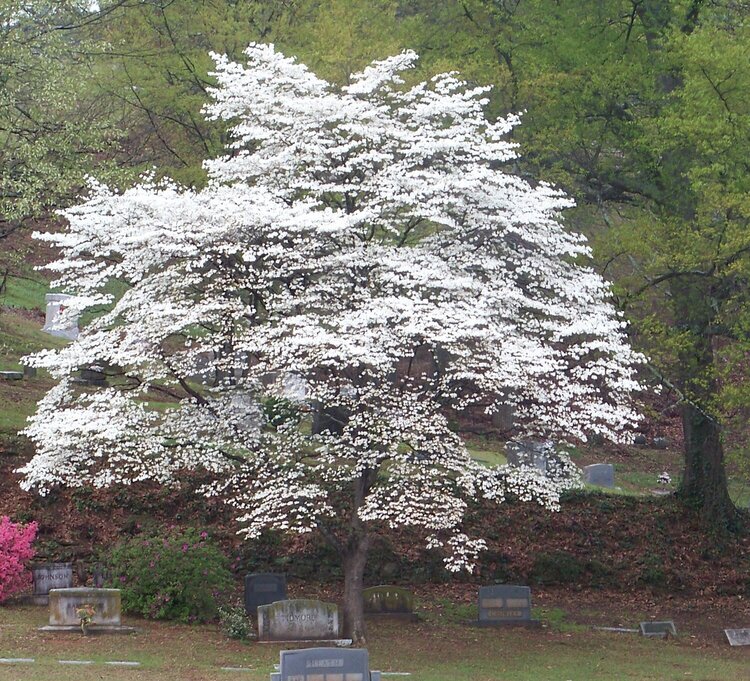 dogwood tree