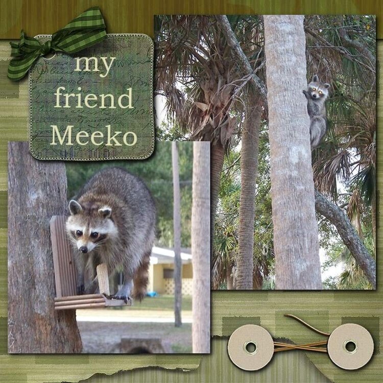 My friend Meeko