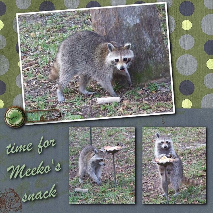 time for Meeko&#039;s snack