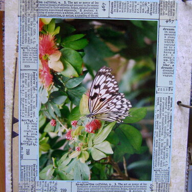 Florida Mini Album - Butterflies
