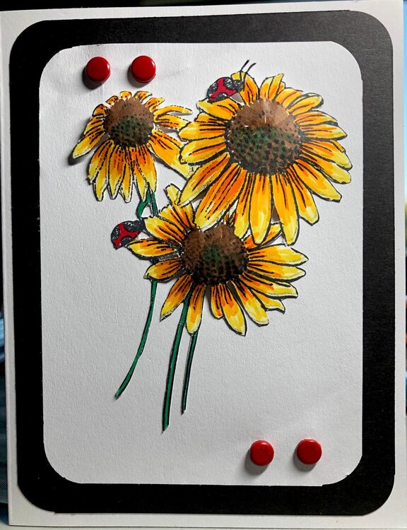 Daisies and ladybug