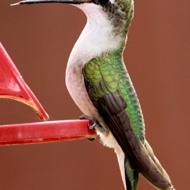 Hummingbird showing tongue