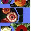 gerberas