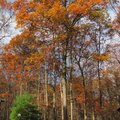 Fall Trees 2009