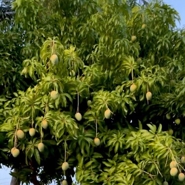 Mango tree