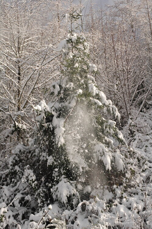 Snow Falls from Tree Branches