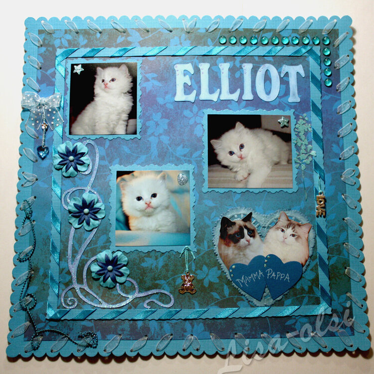 Elliot, Ragdoll in blue