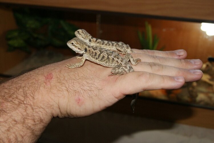 Bearded Dragons - Peanut &amp; Rocket - 8 weeks old