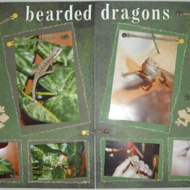 Bearded Dragons