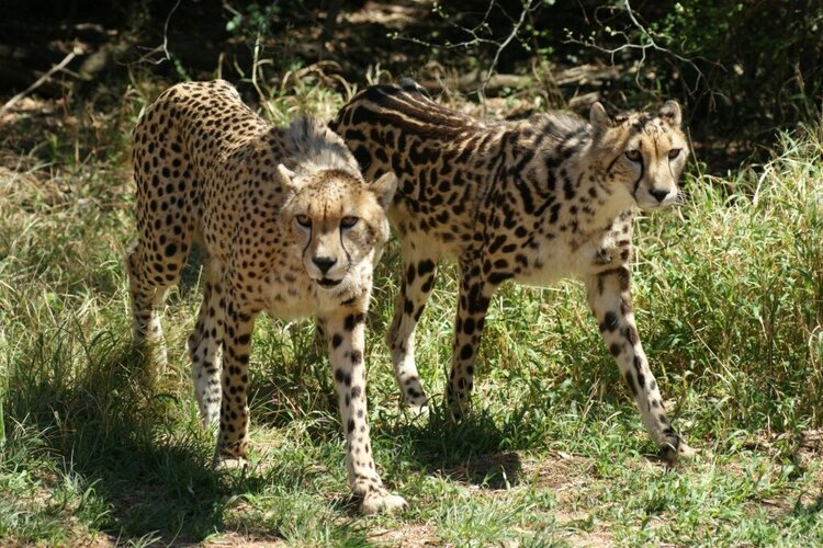 Cheetahs - Spotted &amp; Semi Striped