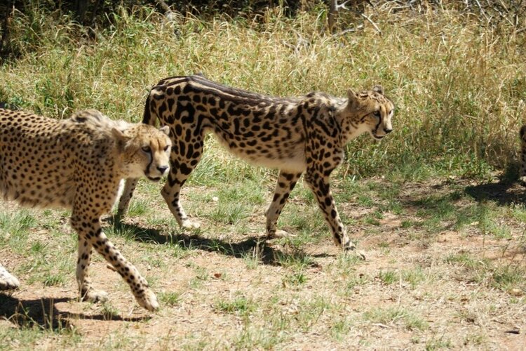 Cheetahs - Spotted &amp; Semi Striped