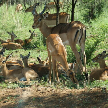 Impala - Pilanesberg