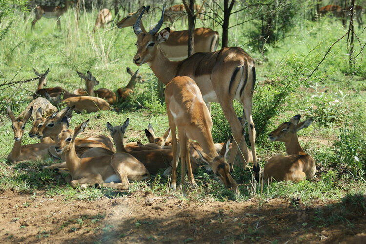 Impala - Pilanesberg