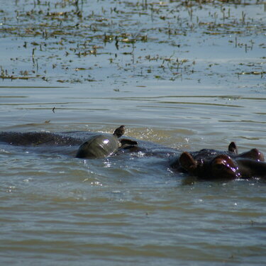 Mama Hippo &amp; Turtle Part 1 - Pilanesberg