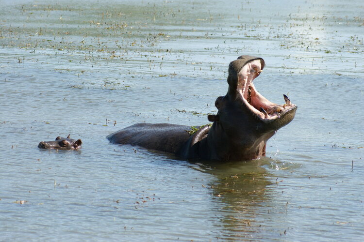 Mama Hippo - Pilanesberg