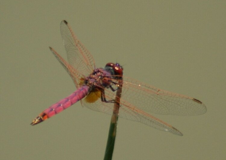 Pink Dragonfly - Pilanesberg