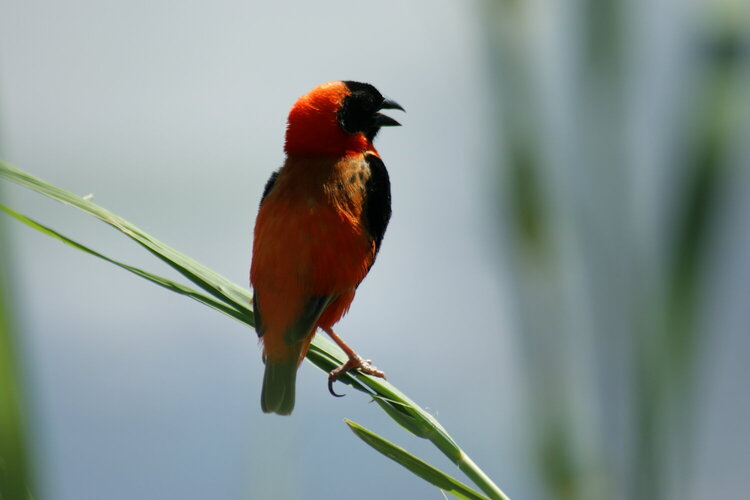 Red Weaver - Pilanesberg