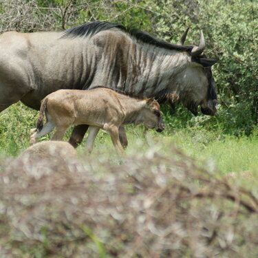 Wildebeest - Pilanesberg