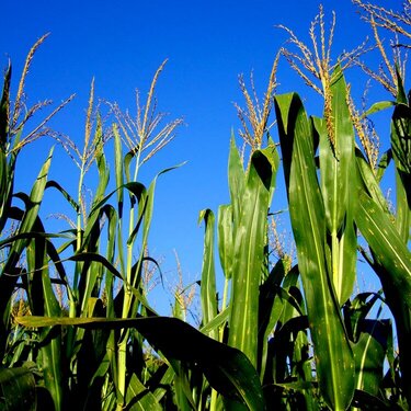 Corn Maze