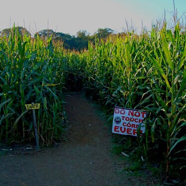 Corn Maze