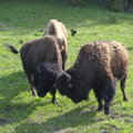 *Butting Bison*