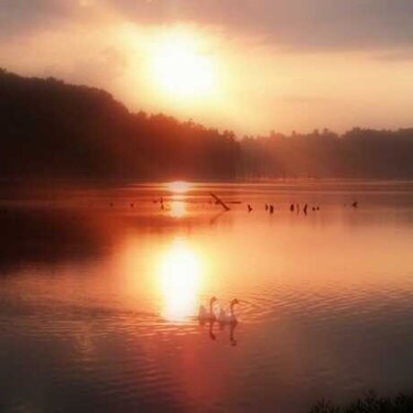 geese at sunset on the lake