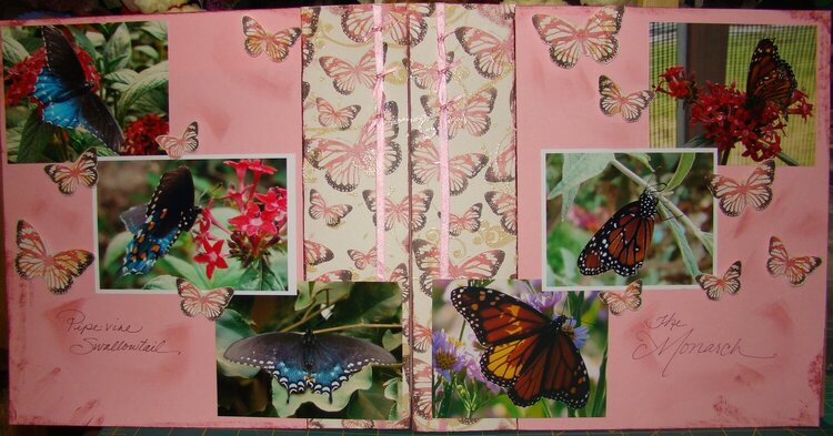 Butterflies #4