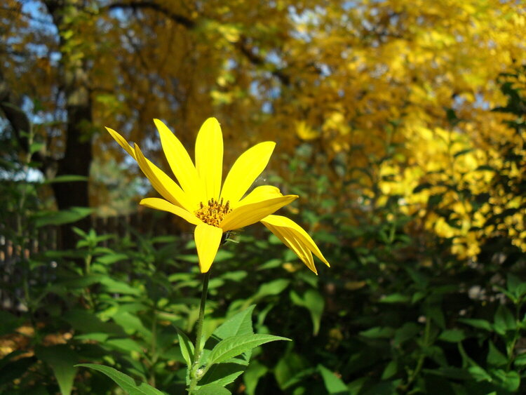 fall flower