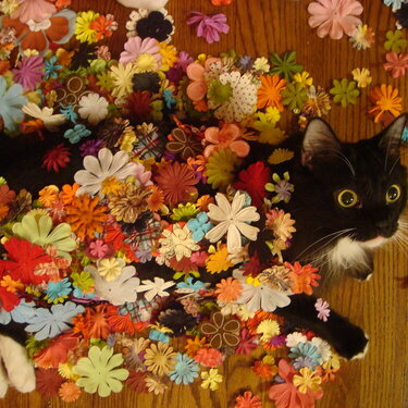 Flower Cat!