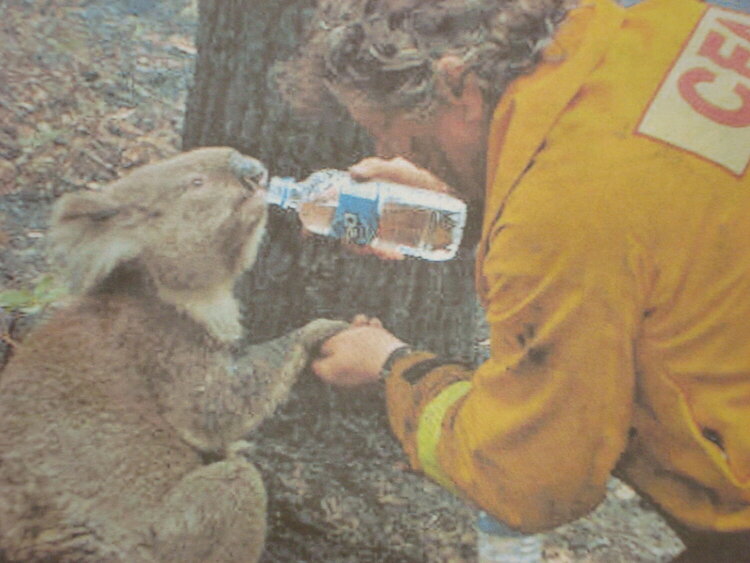 Koala drinking