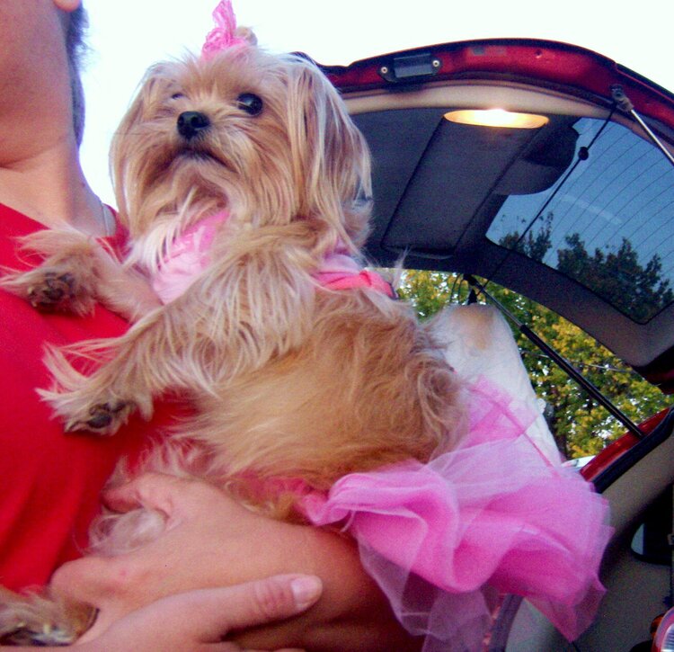 Miranda&#039;s doggie as a ballerina