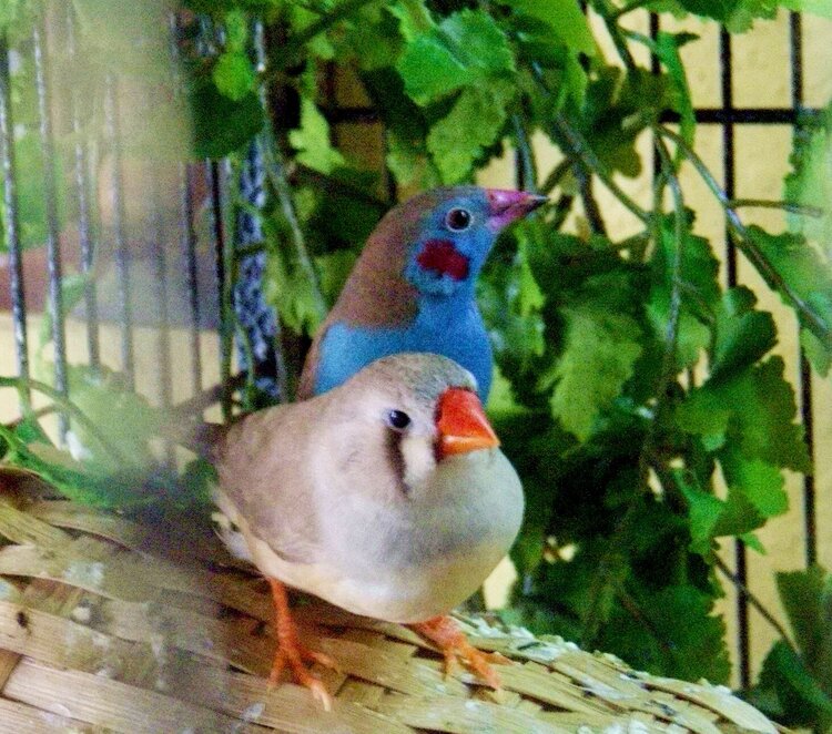 Cordon Bleu Finch - Male