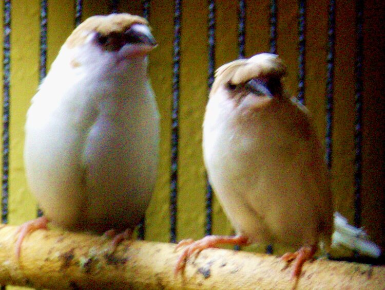 Crested Society Finches