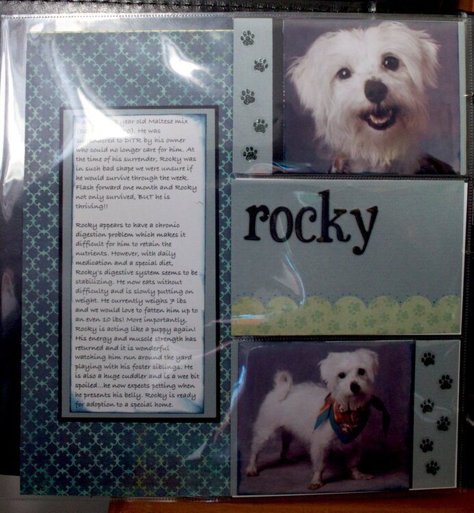 DITR Adoptables - Rocky