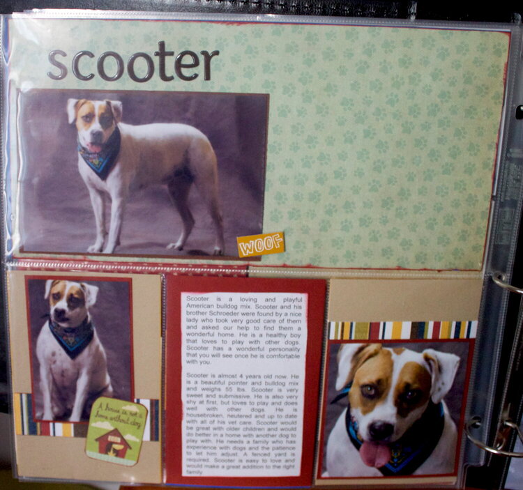 DITR Adoptables -- Scooter