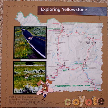Exploring Yellowstone - Coyote