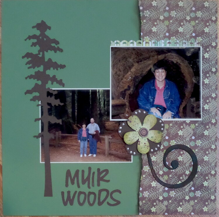 Muir woods